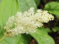 * Nomination Smilacina racemosa. Perennial blooms from April to May in partial shade to shade.-- Famberhorst 05:34, 27 May 2013 (UTC) * Promotion Good quality. --Gidip 18:40, 27 May 2013 (UTC)