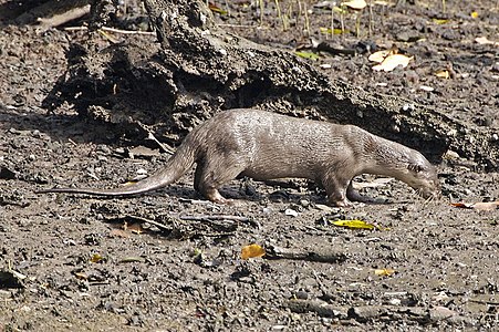 Yumshoq qoplamali Otter (Lutrogale perspicillata) .jpg