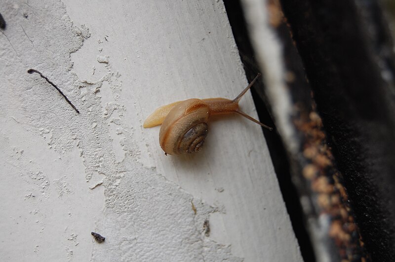 File:Snail 9881.JPG