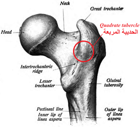 Sobo 1909 140 Quadrate tubercle Arabic YM.png