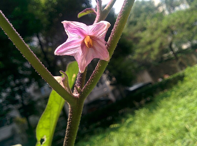 File:Solanum melongena-IMG 20170621 114454.jpg