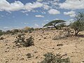 Somalia (Somaliland)(123).jpg