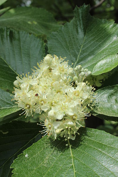 File:Sorbus danubialis.jpg