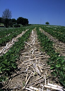 Soybeans in no-till field.jpg