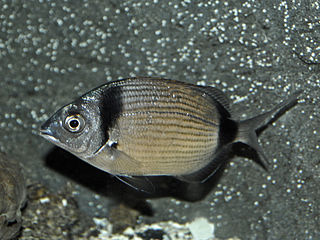 Diplodus vulgaris