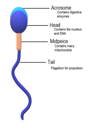 Sperm_Anatomy