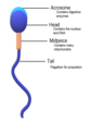 Sperm Anatomy.png