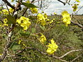 Sphedamnocarpus pruriens, blomme, Groenkloof NR.jpg