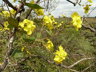 <i>Sphedamnocarpus</i> genus of plants