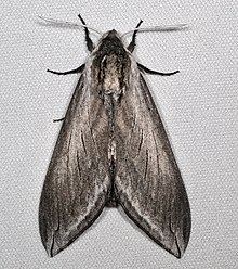 Sphinx perelegans Contra Costa.jpg