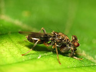 <i>Sphyracephala brevicornis</i> Species of fly