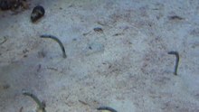 File:Splendid garden eel - 2014 11 08.ogv