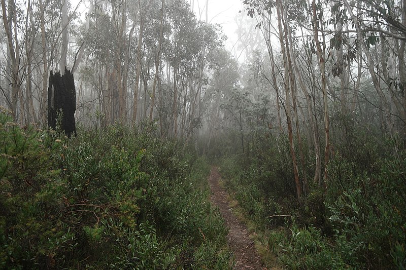 File:Square Rock Walking Track, Namadgi National Park 25.jpg