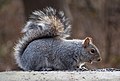 * Nomination Eastern gray squirrel in Prospect Park --Rhododendrites 01:31, 10 March 2019 (UTC) * Promotion  Support Good quality.--Agnes Monkelbaan 05:51, 10 March 2019 (UTC)