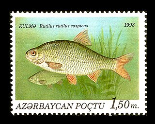 Caspian roach Species of fish