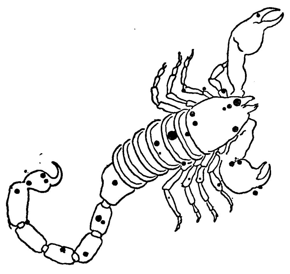 The constellation Scorpio pictured as a scorpion with the major stars denoted