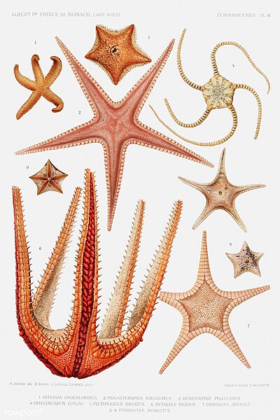 File:Starfish varieties vintage poster - 46786069361.jpg