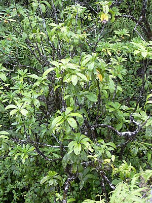 Ceodes Umbellifera