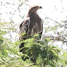 A young steppe eagle seen in Tanzania. Steppe Eagle (Aquila nipalensis) (32675989348).jpg