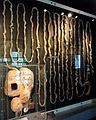 Stomachs and intestines of cattle, exhibited in the National Museum of Nature and Science, Tokyo, Japan.