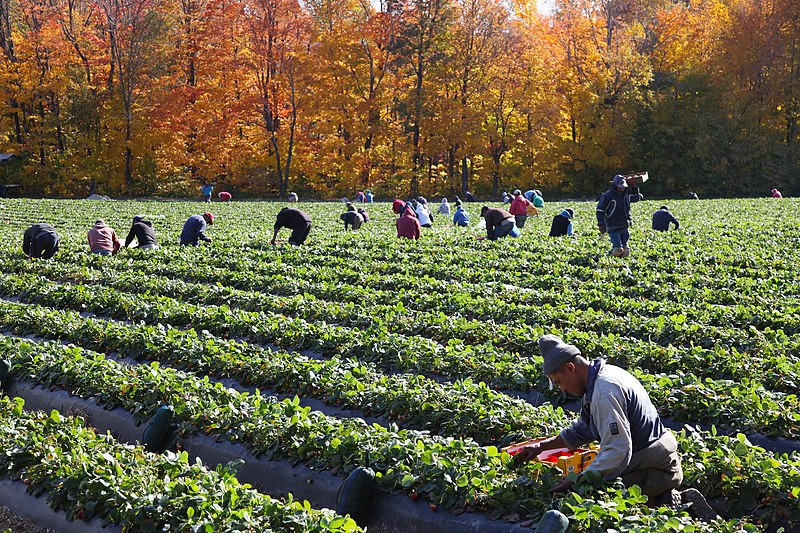 File:Strawberry harvest in Quebec, Canada.jpg