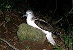 Shearwater sitting.jpg çizgili