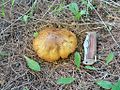 Suillus mediterraneensis sin Suillus leptopus