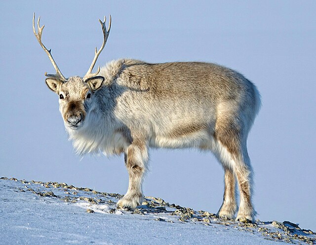 arctic deer