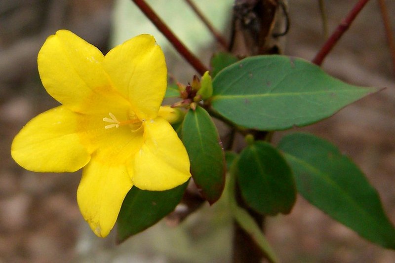 File:Swamp Jessamine (993733505).jpg