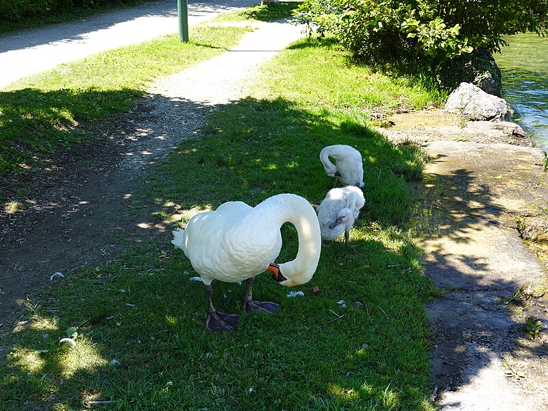 File:Swan @ Lake Annecy @ Port de Saint-Jorioz (50487810681).jpg