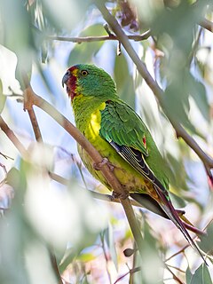 Swift parrot Critically endangered species of Australian bird