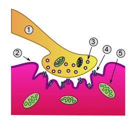 Схема нервно-мышечного синапса: 1. Пресинаптическая терминаль 2. Сарколемма 3. Синаптический пузырёк 4. Никотиновый ацетилхолиновый рецептор 5. Митохондрия