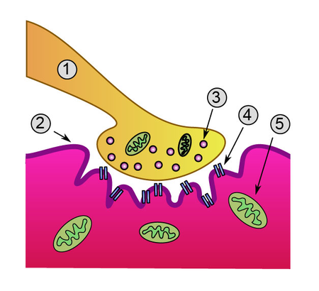 Detailed view of a neuromuscular junction: 1. مشبك كيميائي terminal 2. غمد الليف العضلي 3. حويصلة مشبكية 4. Nicotinic acetylcholine receptor 5. ميتوكندريون