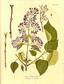 Syringa vulgaris1.jpg