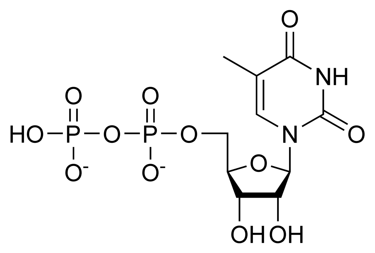 Thymidindifosfat Wikipedia den frie encyklopædi