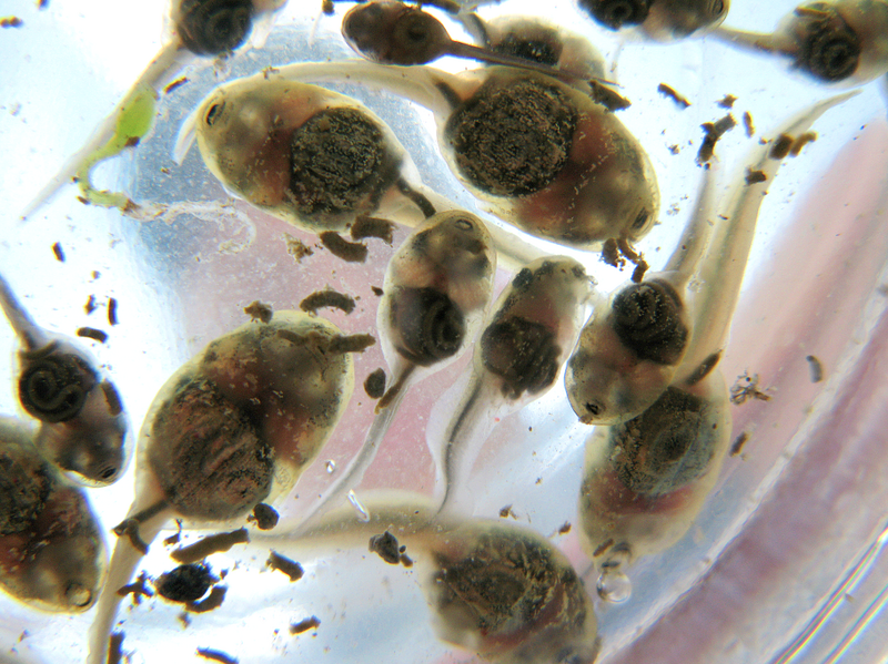 File:Tadpoles (from below) (5886190822).png