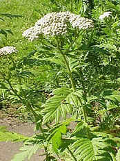 <center>Tanacetum macrophyllum</center>