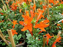 Flowers Tecoma capensis.JPG