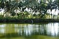 A typical Kerala pond. Every major Hindu temple has a sacred pond near to it, used by the pilgrims to take a holy bath.