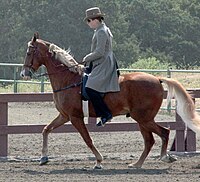 State horse - Tennessee Walking Horse Tennessee Walking Horse4.jpg