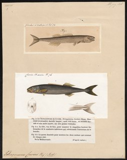 Smalleye squaretail species of fish