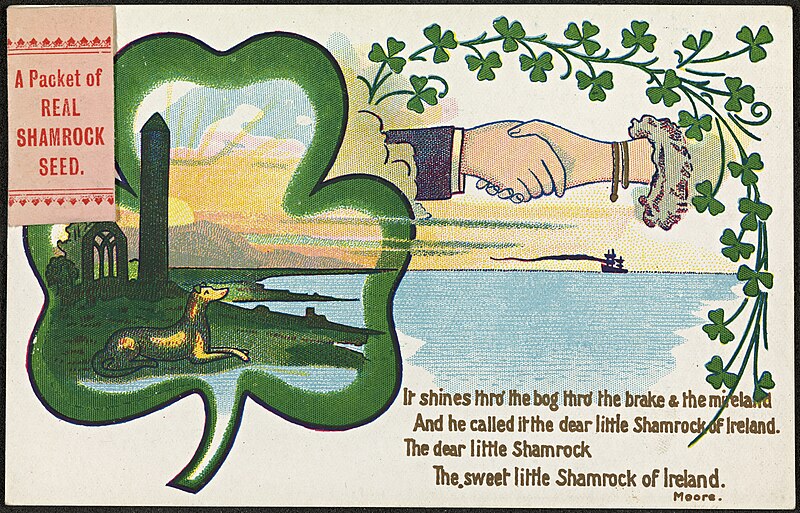 File:The Sweet little Shamrock of Ireland (33305527561).jpg