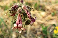 The flower of Rehmannia glutinosa.JPG