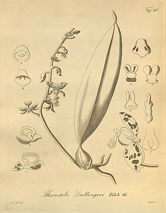 Plate 147 from H. G. Reichenbach (1874), Xenia orchidacea - vol. 2 Thecostele alata.jpg