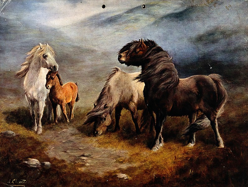 File:Three ponies and a foal standing on a windy heath. Process p Wellcome V0020502.jpg