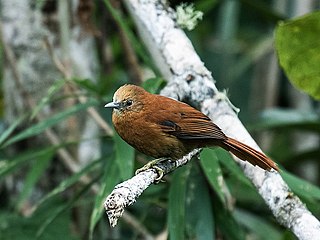 <span class="mw-page-title-main">Russet-mantled softtail</span> Species of bird
