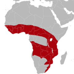 Distribuição geográfica da ratazana-do-capim.