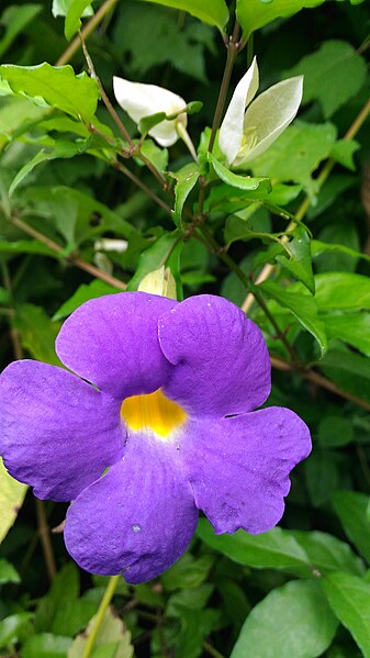 File:Thunbergia erecta flower 04.jpg