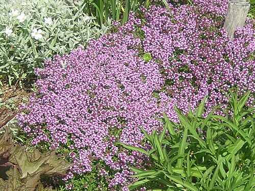 Thymus serpyllum flowering plants.jpg