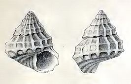 Tibatrochus incertus